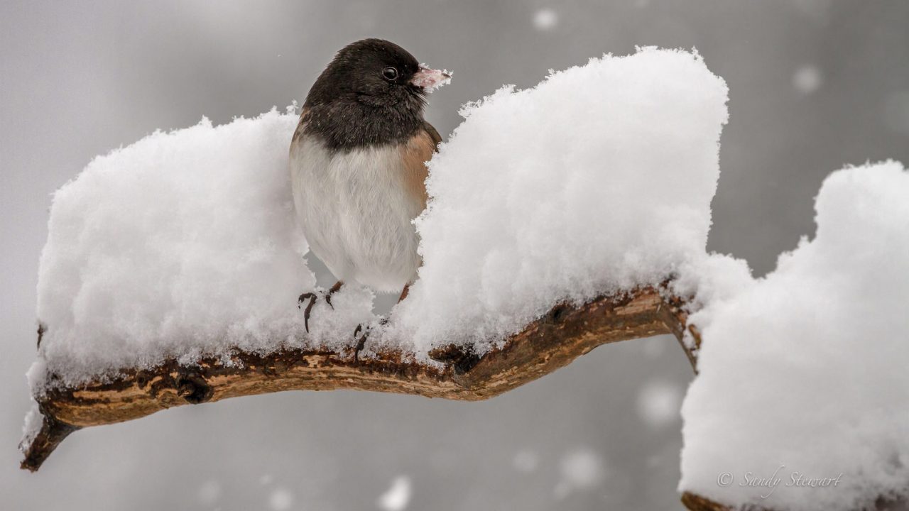 Dark-eyed Junco by Sandy Hill